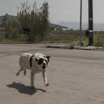 Spartiatischer Strassenhund