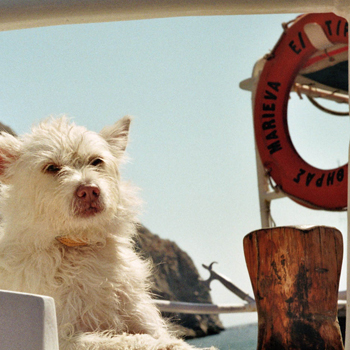 Seehund