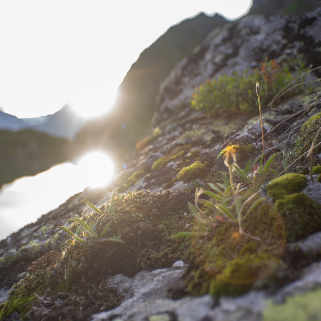 Bergblume