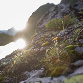 Bergblume